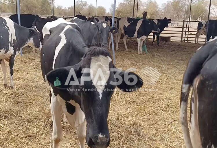 Burkina : Des vaches brésiliennes pour booster la production laitière
