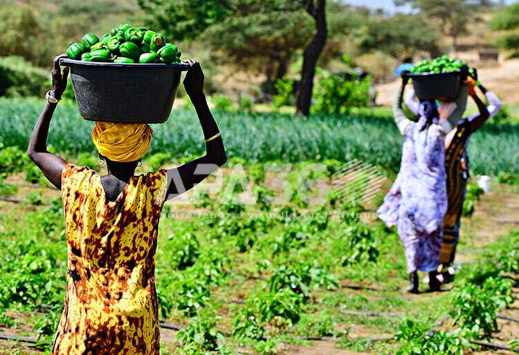Femmes agripreneures