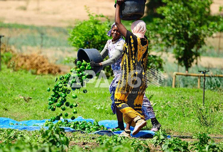 Femmes agripreneures