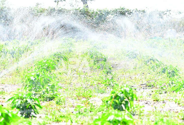 agriculture au Sénégal