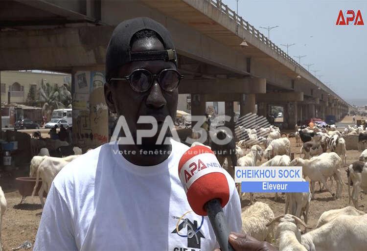 Dakar : le casse-tête de l’espace pour le mouton de Tabaski