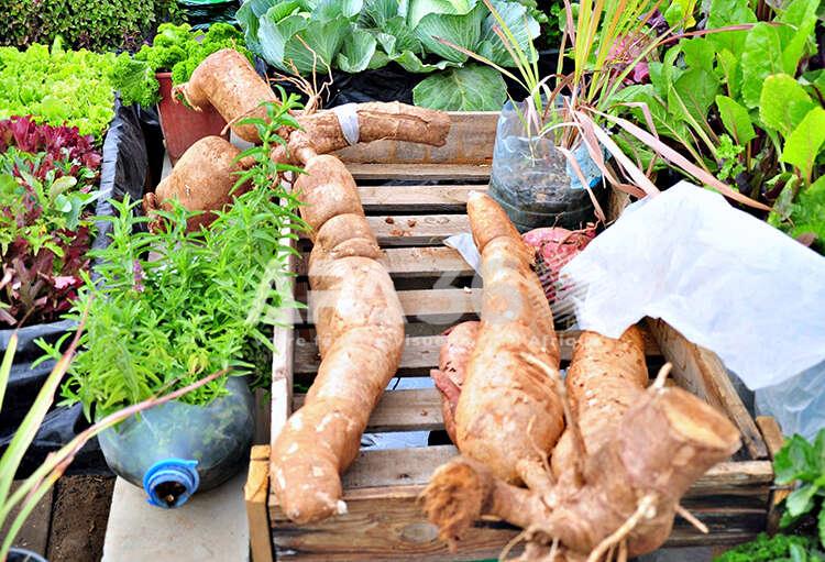 Le manioc : une richesse agricole